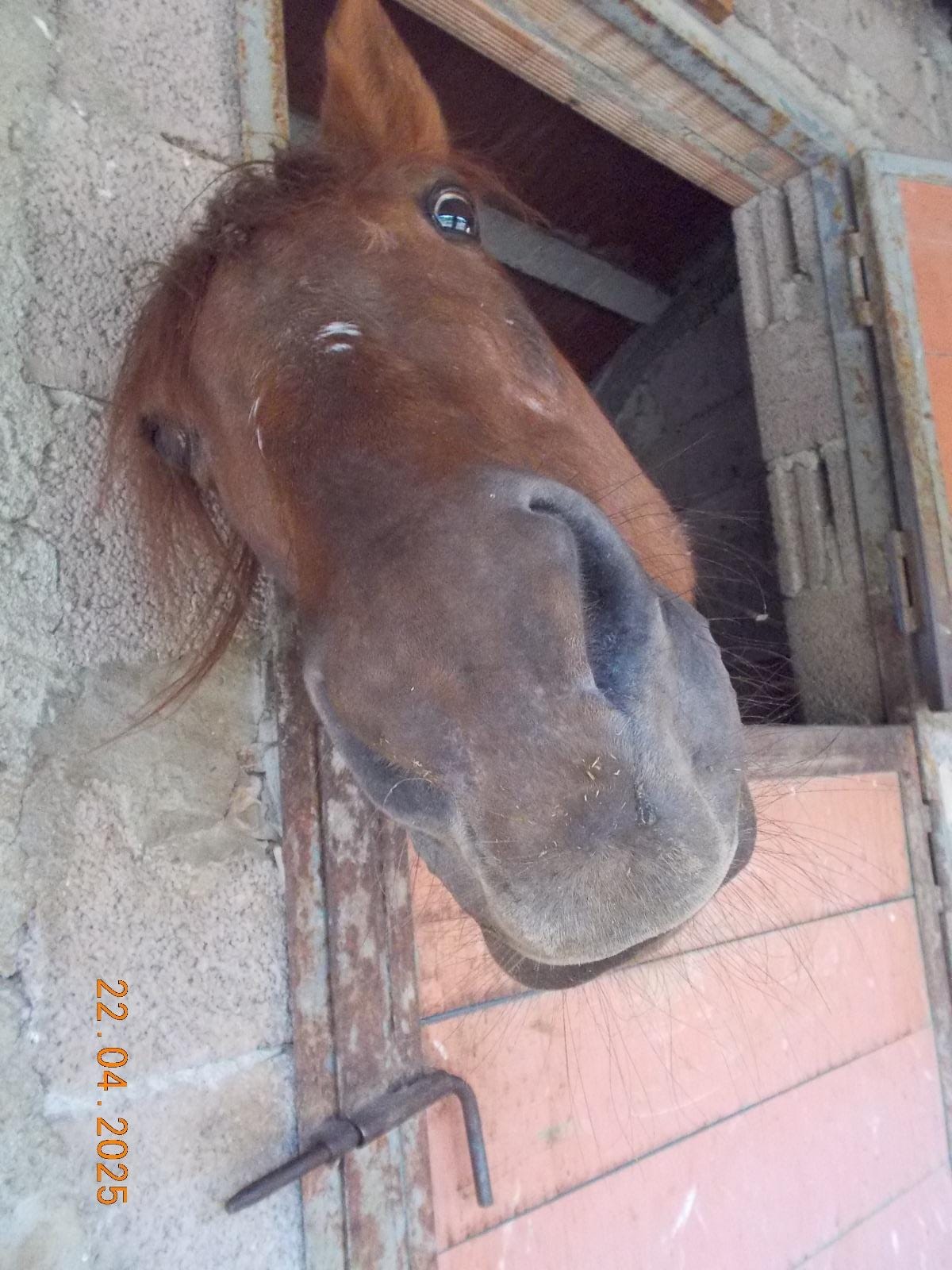 ragazza a cavallo