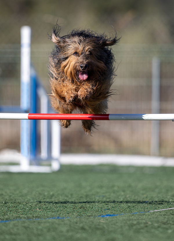 agility dog